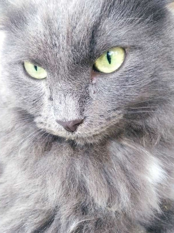 Мэйн-кун!  Котовторнику посвещается!