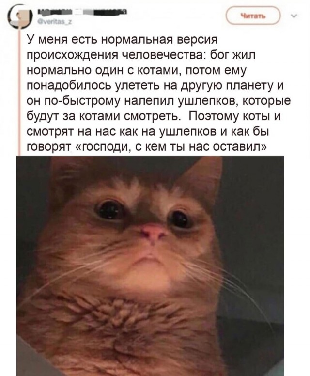 Котовторник в картинках