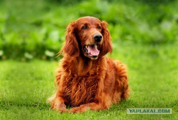 Породы собак для семьи