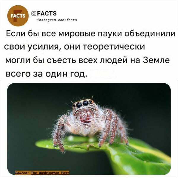 Белый слон и другие картинки