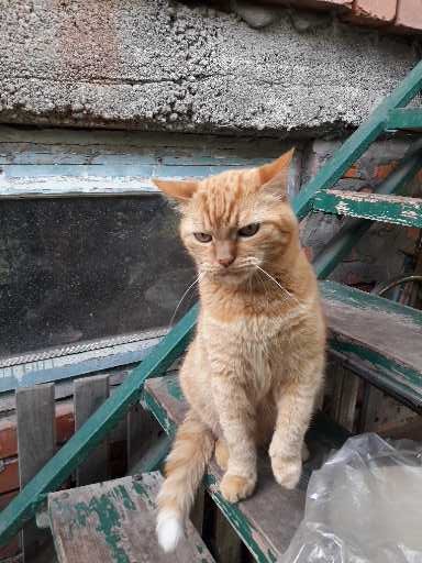 Оглянись, незнакомый прохожий