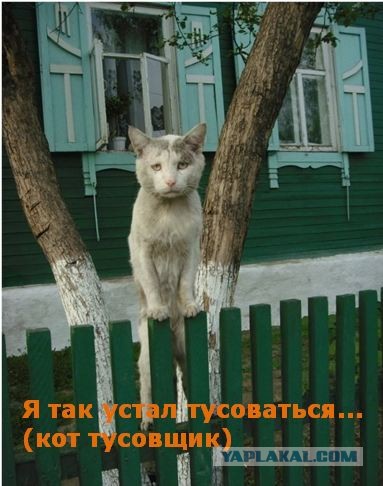 Кошачья безысходность