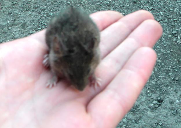 Кошки-мышки или шанс на жизнь