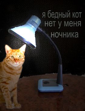 Котовторник 04.11.2014