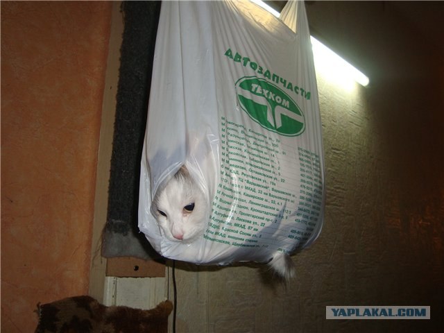 Ночной тролль!