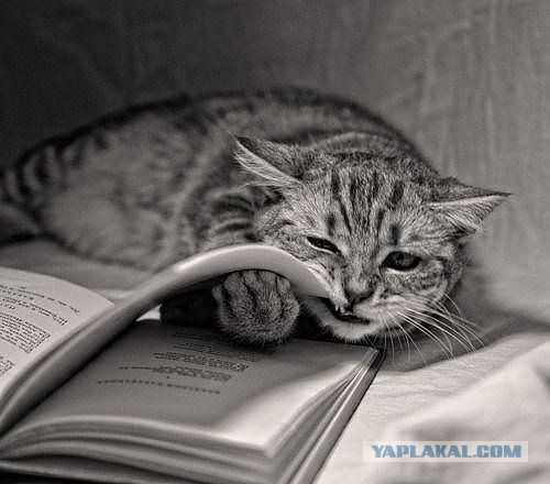 Котэ, которых застали врасплох