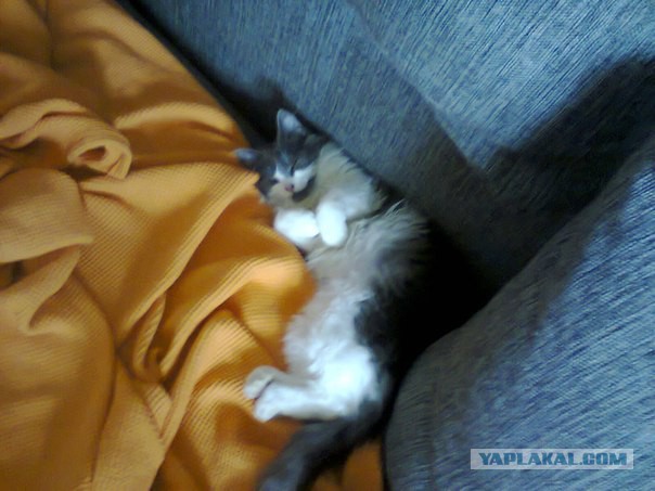 Котовторник