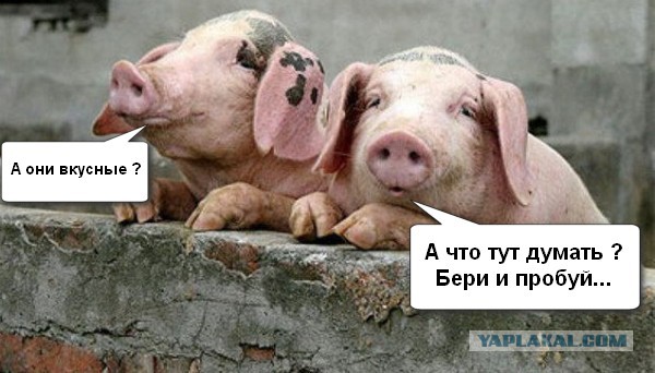 Вот как таких назвать?