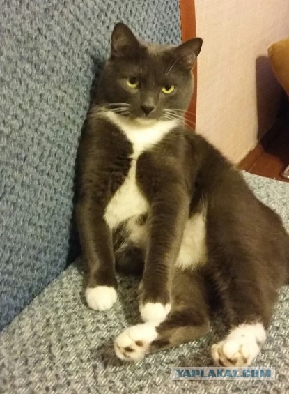 Котовторник