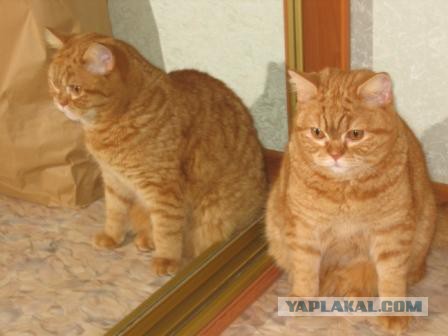 Про котов