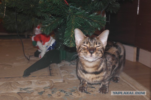 Пост невероятной кошачьей красоты. 25 фот.