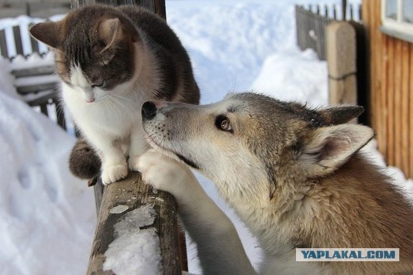 Очередная подборка картинок из сети