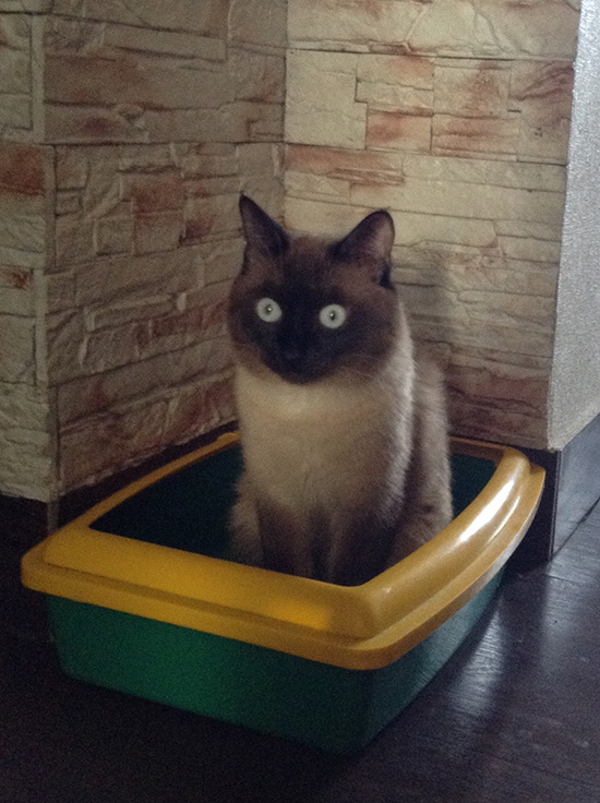 Котовторник  01.03.2016