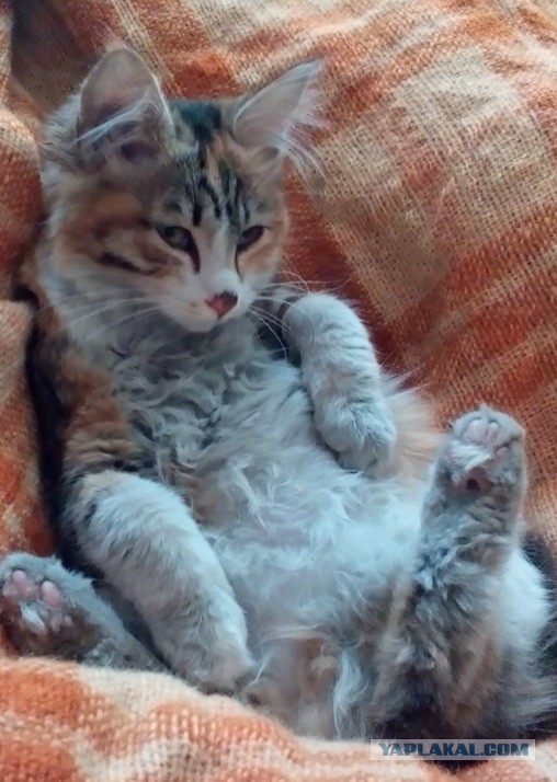 Котовторник 22.03.2016