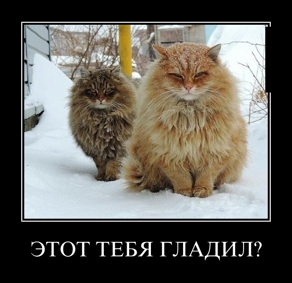 Забавные картинки из Сети