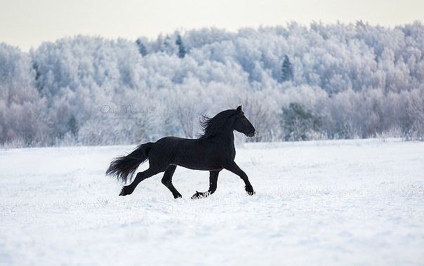 Божьи твари