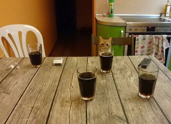 Мохнатые беспредельщики