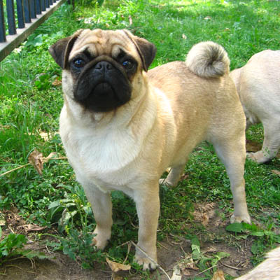 Мопсы - забавная порода собак!