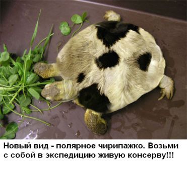 Тюнинг черепахи