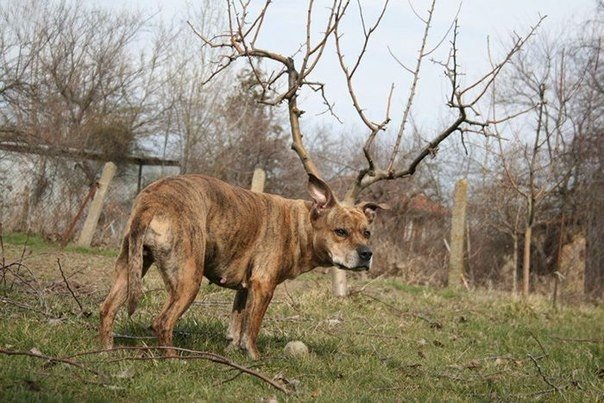 Мохнатые беспредельщики