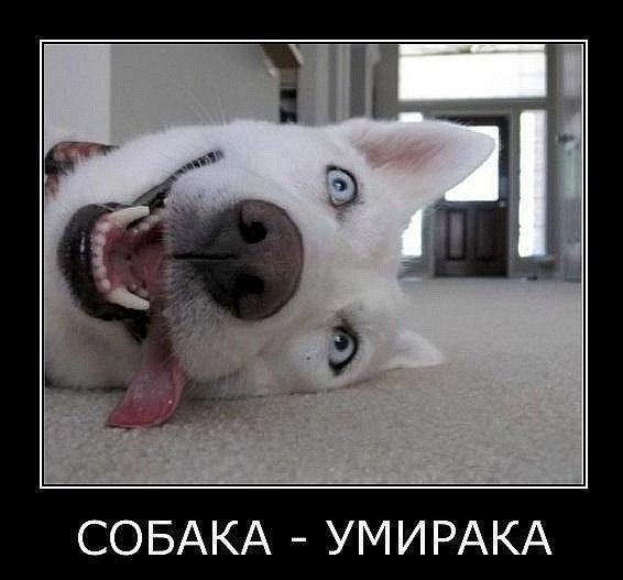 Прикольные животные