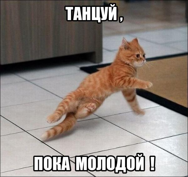 Прикольные животные