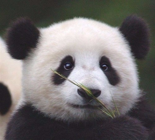 Прикольные животные