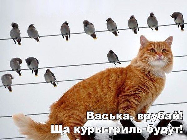 Коты и Кошки