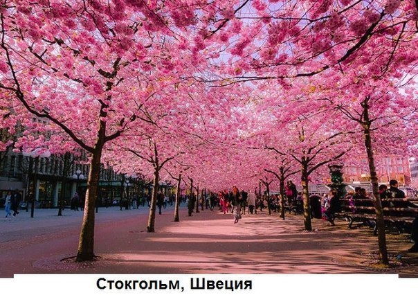 Моменты, запечатлённые на фото и просто позитив 5