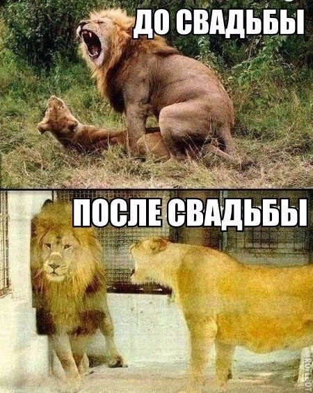 Подборка забавных животных