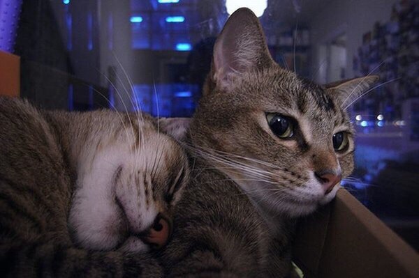 Коты и Кошки