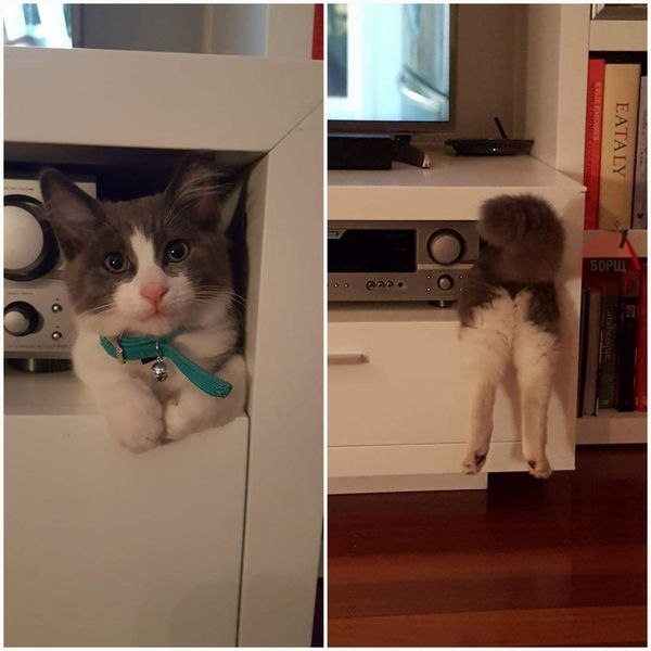 Коты и Кошки