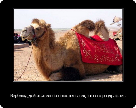 23 интересных факта о животных, которые вас удивят