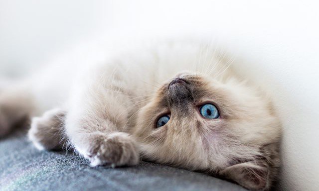 Коты и Кошки
