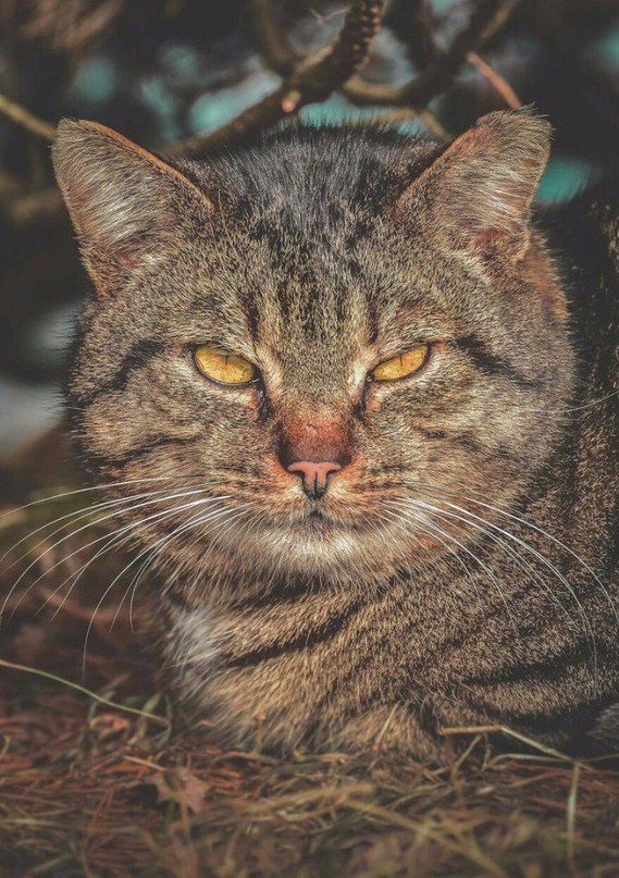 Прикольных котов пост