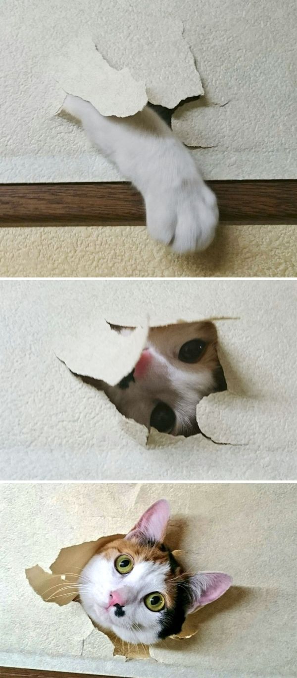 Неадекватные коты