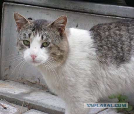Уррааа! Котовторник на ЯПлакалъ!
