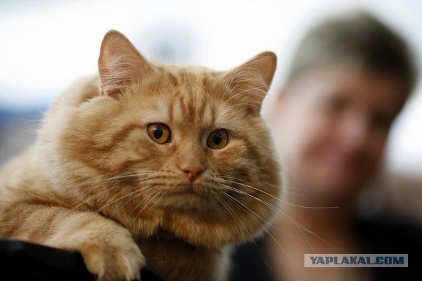 Iams Cat Championship в Нью- Йорке