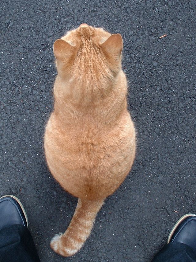 Просто Котовторник