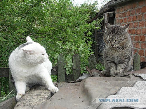 И снова во вторник - котовторник