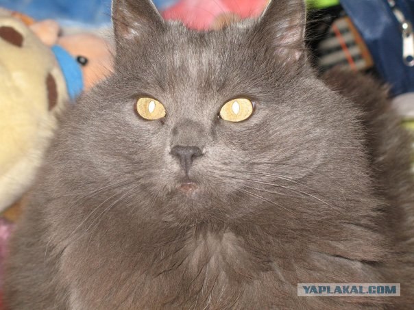 Первый котовторник августа