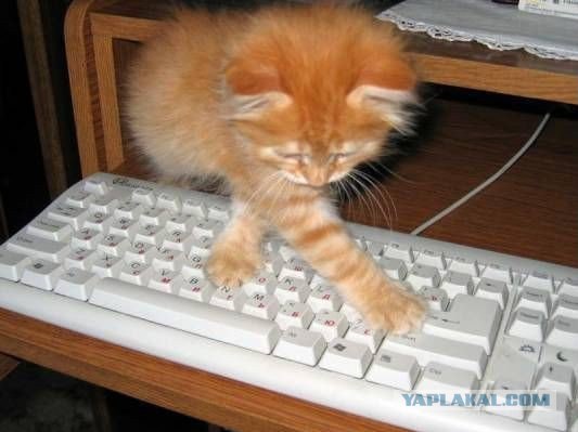 Сегодня котовторник, а котиков все нет