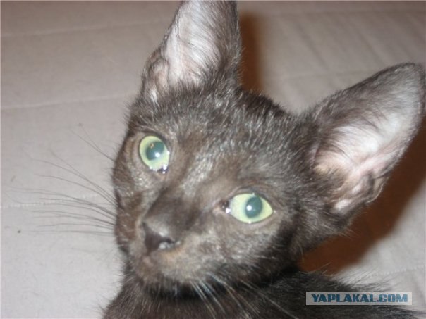 Котовторник на середину июня