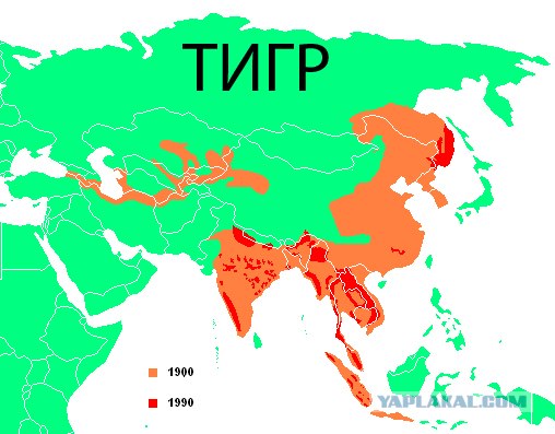 Медведица наваляла тигру