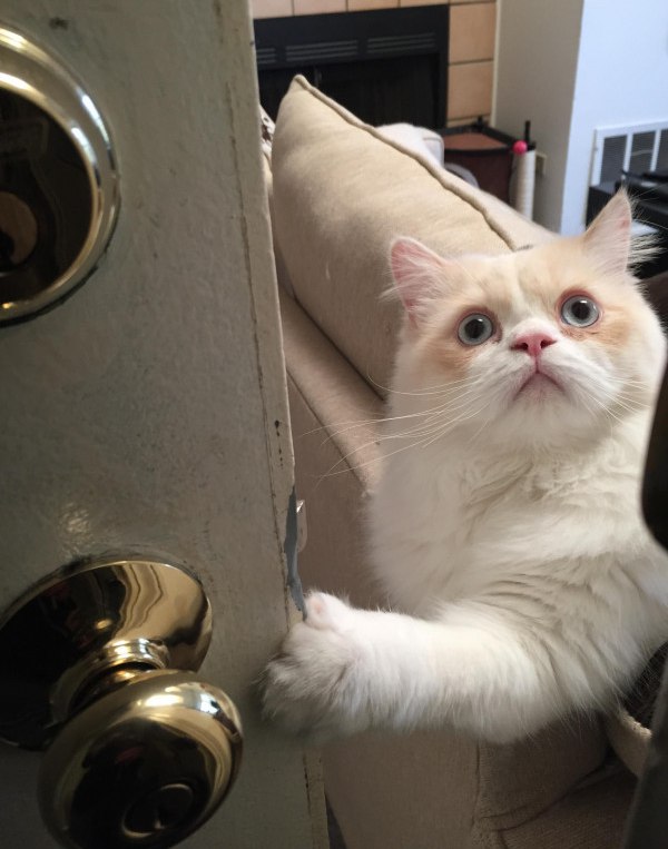 Прикольных котов пост