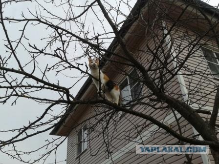 Котовторник 24.04.2012