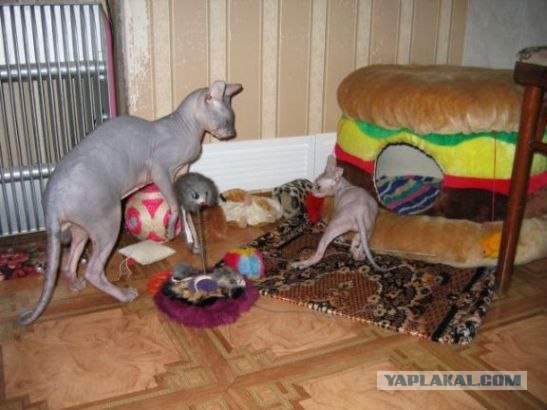 Котовторник (15.05.2012)