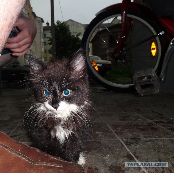 Котовторник  19.06.2012