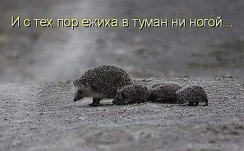 Чернушка на пятничку