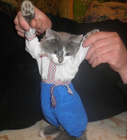 Котовторник 29.01.2013